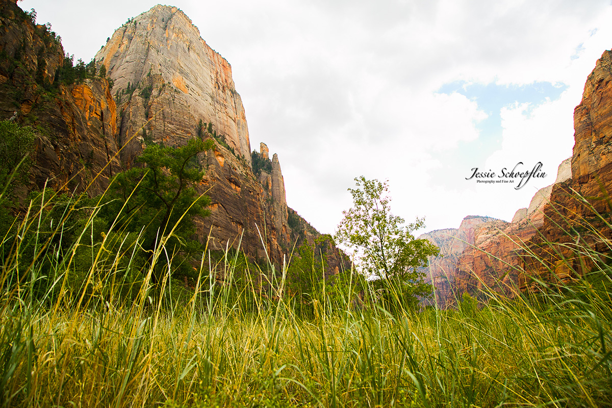 2-zions-national-park-grassy